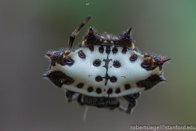 crab spider